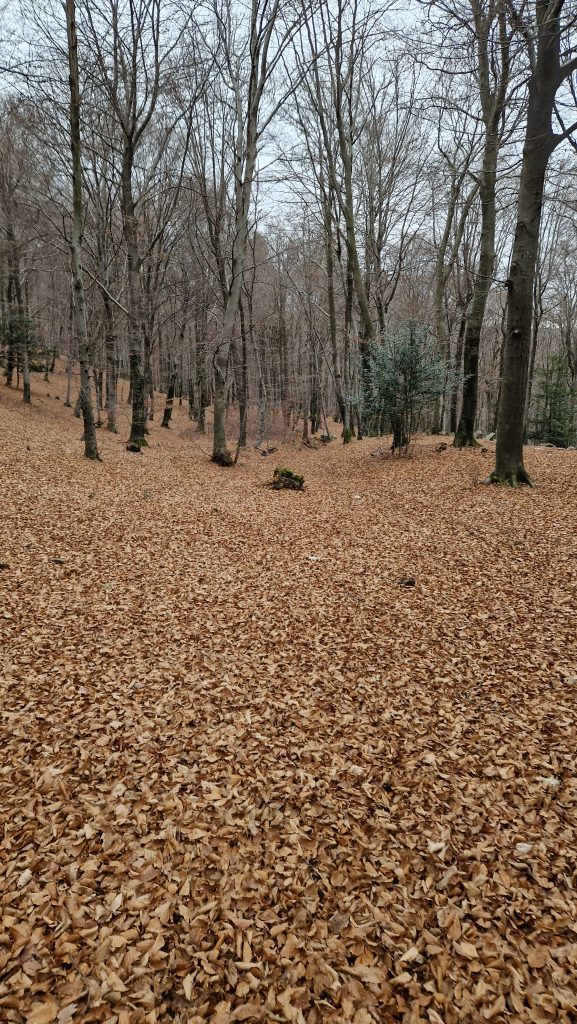 monte-chiusarella-bosco