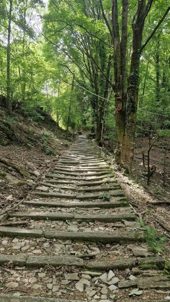 sentiero-nel-bosco