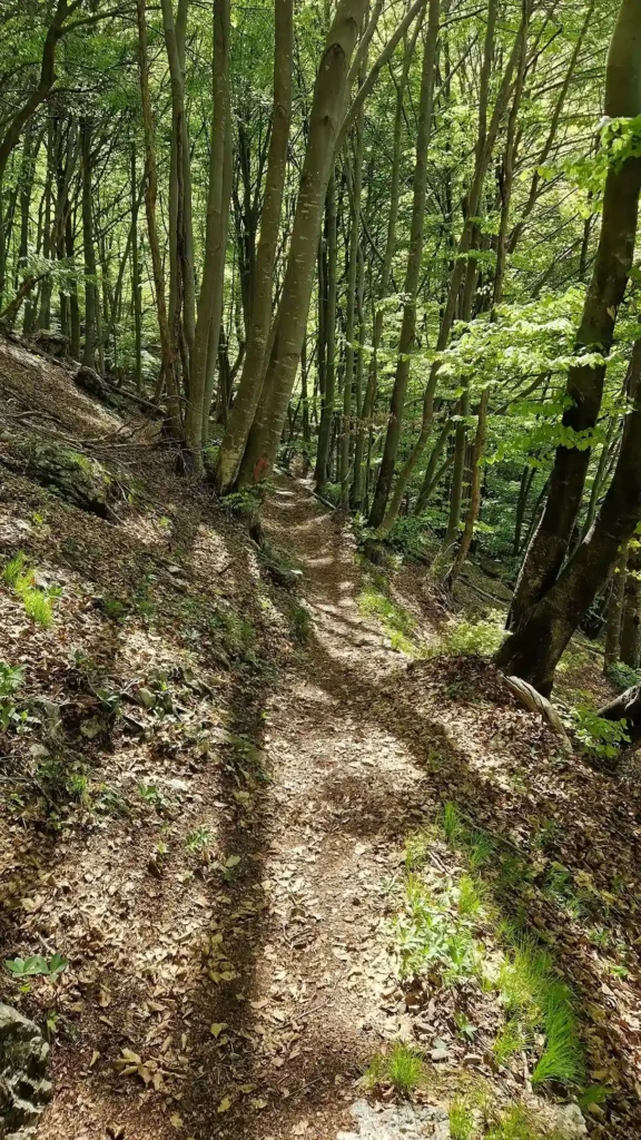 percorso-nel-bosco